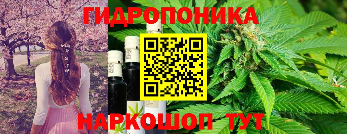 Каннабис планчик Борзя